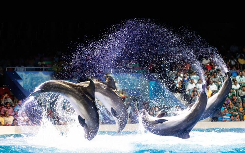 Dubai: Dubai Dolphinarium Dolphin, Seal & Bird Show Tickets