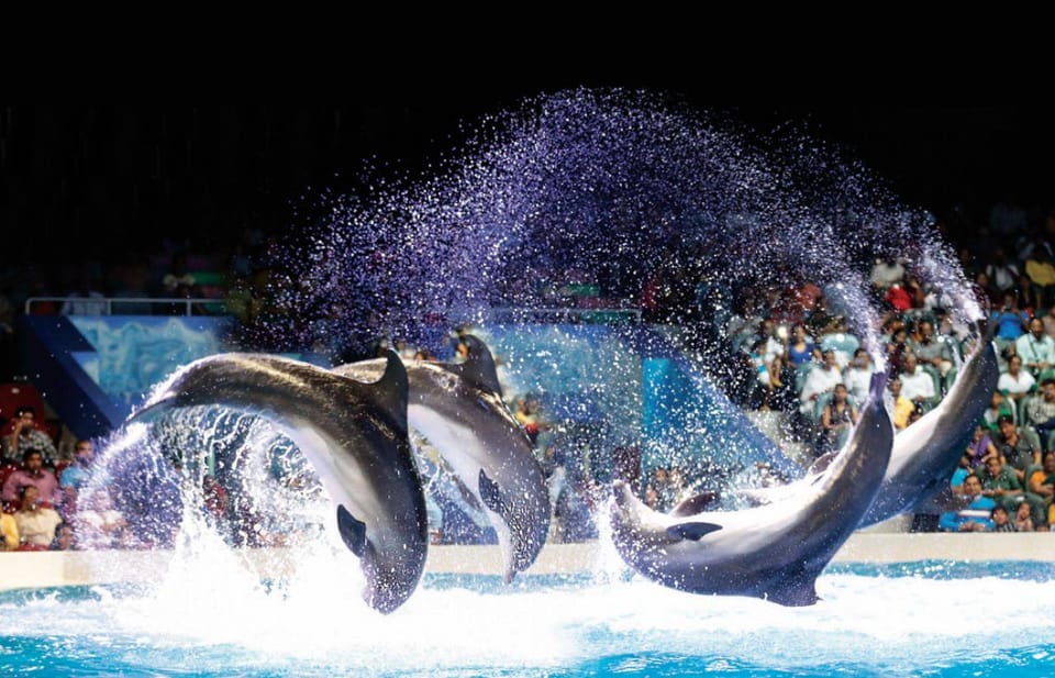 Dubai: Dubai Dolphinarium Dolphin, Seal & Bird Show Tickets