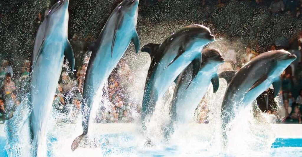 Dubai: Dubai Dolphinarium Dolphin, Seal & Bird Show Tickets